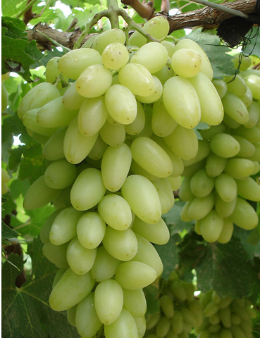 Саженцы винограда от производителя, 2-х летние, ЗКС