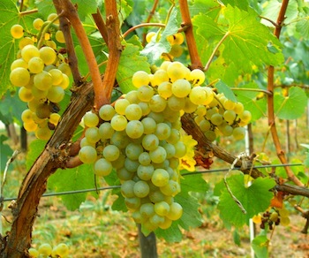 Виноград сорта Шардоне