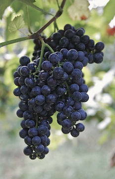 Lambrusco grapes
