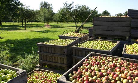 Яблоки для кальвадоса