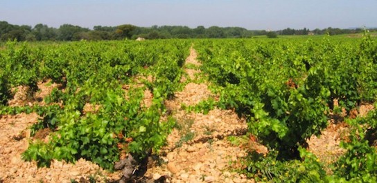 Виноградник в долине Роны