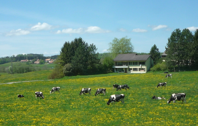 Коровы на швейцарском лугу (2)
