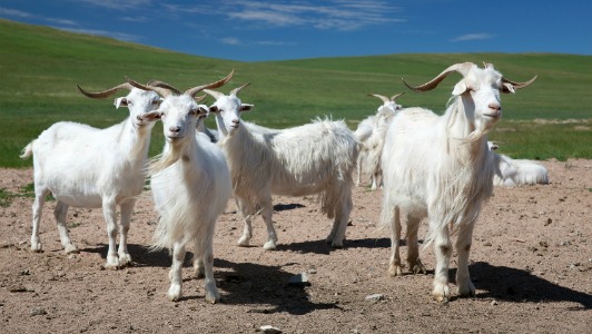 Cashmere-goats