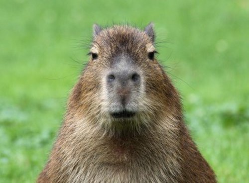 Capybara1