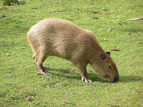 Capybara2