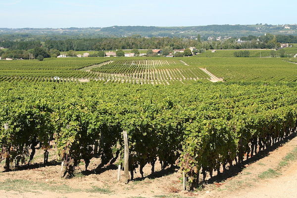 vineyards Sauternes